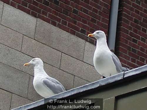 Gulls in Temple Bar